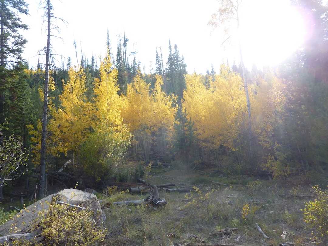 Brush Creek Trees